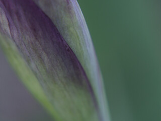 lilies o lirios del campo, close up, macro