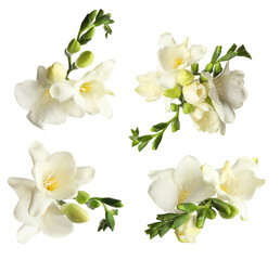 Set with beautiful fragrant freesia flowers on white background