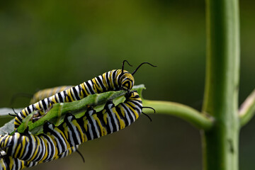 Monarch butterfly caterpillar on milkweed leaf. It is a milkweed butterfly in the family Nymphalidae and is threatened by habitat loss in the USA.