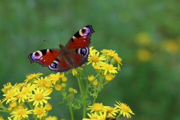 Schmetterling Tagpfauenauge in der Lüneburger Heide
