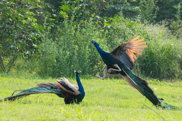 Two Indian peacocks fighting for dominance