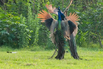 Zelfklevend Fotobehang Two Indian peacocks fighting for dominance © Kandarp