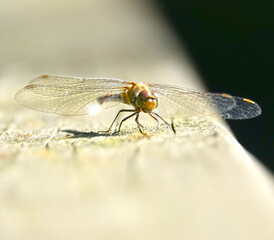 Dragonfly