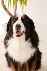 バーニーズ・マウンテン・ドッグ