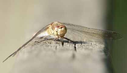 Dragonfly