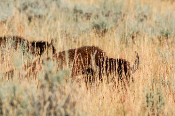 Bison (Bison bison) in Yellowstone National Park, USA