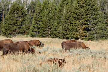 Bison (Bison bison) in Yellowstone National Park, USA