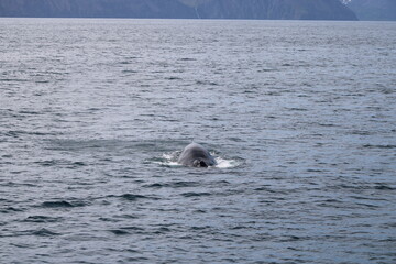Fototapeta premium Whale Watching Tour around the city of Húsavík in northern Iceland, the whale capital of the world