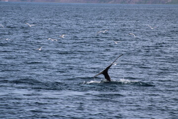 Fototapeta premium Whale Watching Tour around the city of Húsavík in northern Iceland, the whale capital of the world