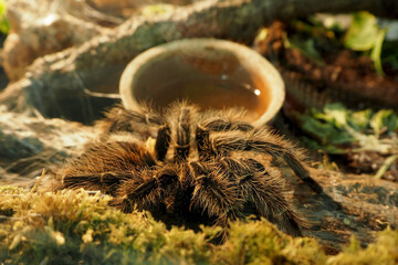 a Trinidadian tarantula sits close on a log against the background of its water bowl in a...
