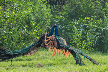 Two Indian peacocks fighting for dominance