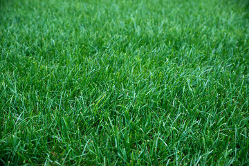green grass background.