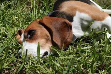 beagle