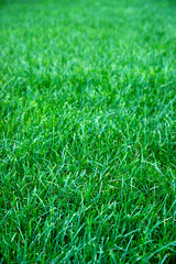 green grass background.