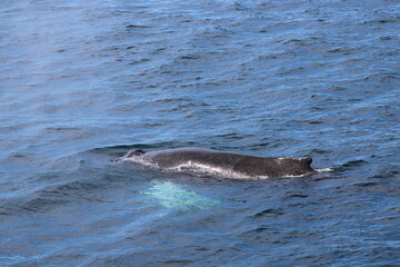 Whale Watching Tour around the city of Húsavík in northern Iceland, the whale capital of the world