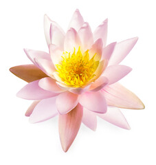 Obraz premium Beautiful pink lotus flower isolated on white