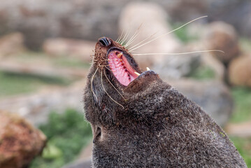 Northern Fur Seal (Callorhinus ursinus) at hauling-out in St. George Island, Pribilof Islands, Alaska, USA