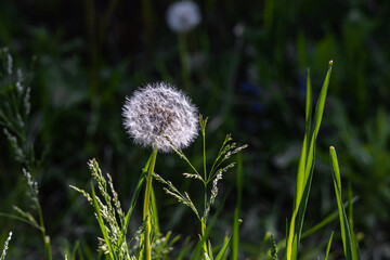 White fluffy dandelion head with seeds is on a beautiful blurred green background