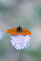 Butterfly, Sierra de Guadarrama, Madrid, Spain, Europe