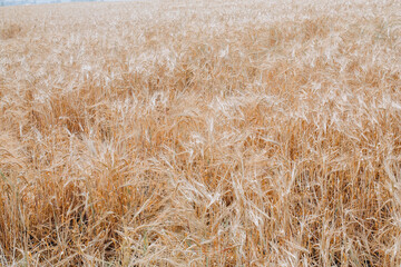Wheat field. Ears of golden wheat close up. Background of ripening ears of meadow wheat field. Rich harvest
