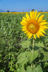 Landscape of natural sunflowers field blooming on blue sky background