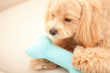 玩具で遊ぶマルプー