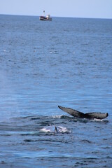 Obraz premium Whale Watching Tour around the city of Húsavík in northern Iceland, the whale capital of the world