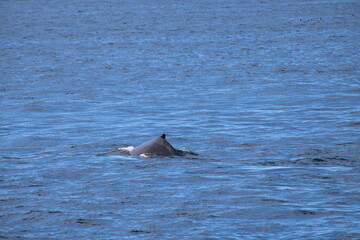 Fototapeta premium Whale Watching Tour around the city of Húsavík in northern Iceland, the whale capital of the world