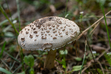 Parasol mushroom Macrolepiota procera close-up grows in the grass in the forest. Horizontal orientation. High quality photo