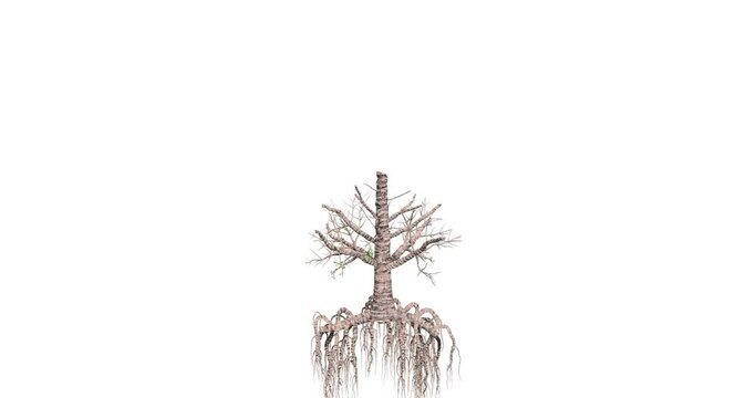 Tree growth animation sequence displaying roots leaves and branches. 