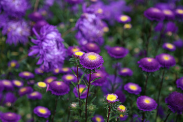 Autumn flowers-asters.