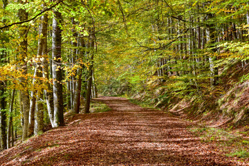 Camino del bosque