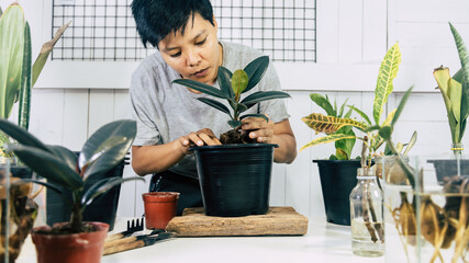 Asian man in a grey shirt taking care of a plant house with a tree on pot hobby at home