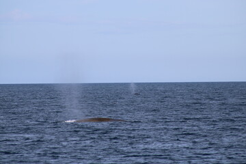 Fototapeta premium Whale Watching Tour around the city of Húsavík in northern Iceland, the whale capital of the world