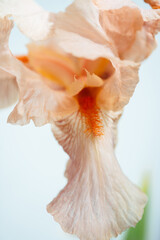 Plakat Beatiful macro photo of an iris flower nude beige yellow color shot on sunlight with white background 