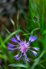 CENTAUREA (Centaurea triumfettii), Sierra de Guadarrama, Madrid, Spain, Europe