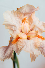 Beatiful macro photo of an iris flower nude beige yellow color shot on sunlight with white background

