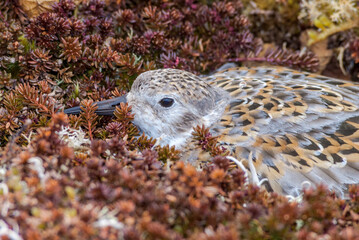 Rock Sandpiper (Calidris ptilocnemis) at nest in St. George Island, Pribilof Islands, Alaska, USA