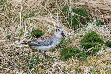 Rock Sandpiper (Calidris ptilocnemis) at St. George Island, Pribilof Islands, Alaska, USA