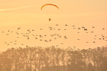 early in the morning, a flock of winches flies