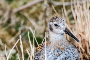 Rock Sandpiper (Calidris ptilocnemis) at St. George Island, Pribilof Islands, Alaska, USA