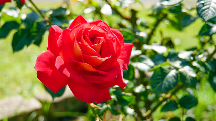 真っ赤に咲き誇る美しきバラの花