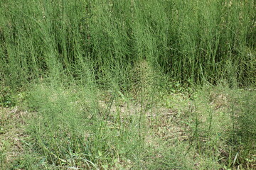 北海道の夏の道端の雑草（壁紙用）