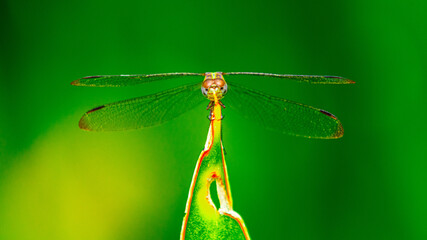 regard perçant de libellule © ludovic