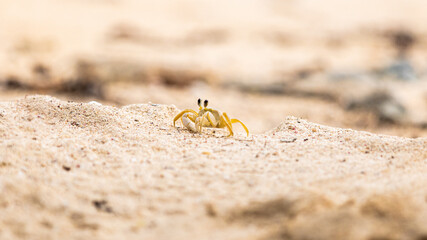 crabe en route 