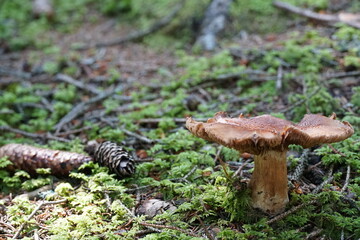 A mushroom on the forest floor with copy space colour photo.