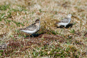 Rock Sandpiper (Calidris ptilocnemis) at St. George Island, Pribilof Islands, Alaska, USA