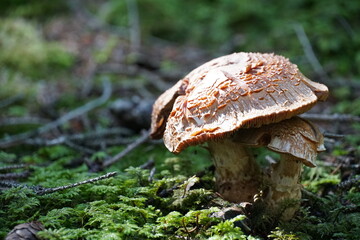 A mushroom on the forest floor with copy space colour photo.