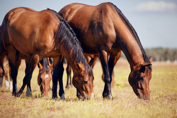 A herd of horses grazing on the field.