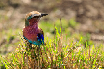 Gabelracke sitzt im Gras, Safari in der Masai Mara, Kenia.